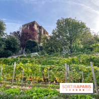 Vignes Montmartre - image00031