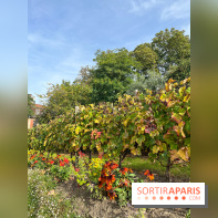 Vignes Montmartre