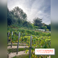 Vignes Montmartre