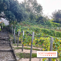 Vignes Montmartre