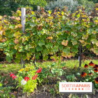 Vignes Montmartre