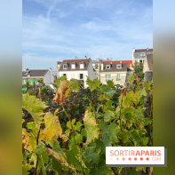 Vignes Montmartre