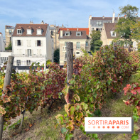 Vignes Montmartre - image00021