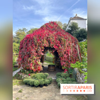 Vignes Montmartre