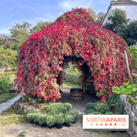 Vignes Montmartre