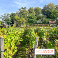 Vignes Montmartre