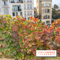 Vignes Montmartre