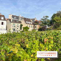 Vignes Montmartre