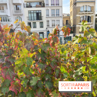 Vignes Montmartre