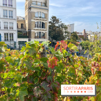 Vignes Montmartre