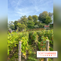 Vignes Montmartre