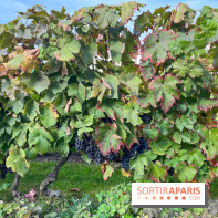 Vignes Montmartre