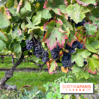 Vignes Montmartre - image00008