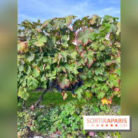 Vignes Montmartre