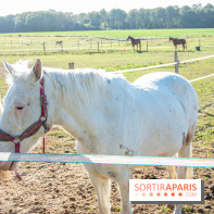 La Prairie The Oasis House chevaux