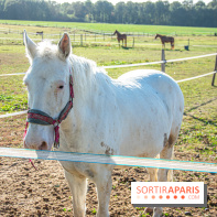 La Prairie The Oasis House chevaux