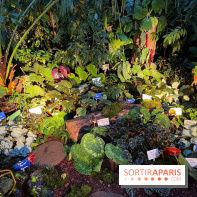 Automne Tropical 2023