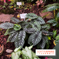 Automne Tropical 2023