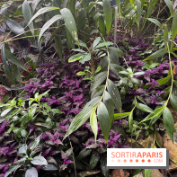 Automne Tropical 2023