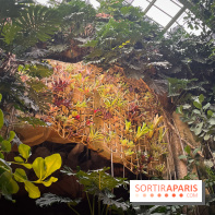 Automne Tropical 2023