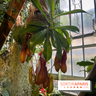 Automne Tropical 2023