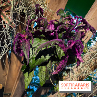 Automne Tropical 2023