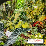 Automne Tropical 2023