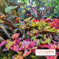 Automne Tropical 2023