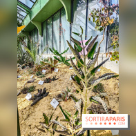 Automne Tropical 2023