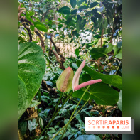 Automne Tropical 2023