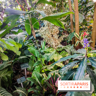 Automne Tropical 2023