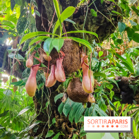 Automne Tropical 2023