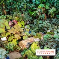 Automne Tropical 2023