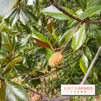 Le parc de l'Île Verte à Chatenay-Malabry - nos photos - image00558