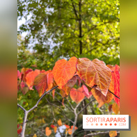 Le parc de l'Île Verte à Chatenay-Malabry - nos photos - image00549