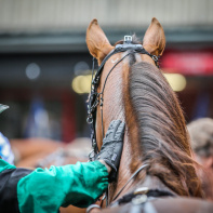Dimanche plaisirs : rendez-vous à l'Hippodrome Paris-Vincennes  - JournéeChampions22 20220626173740BV2 0006