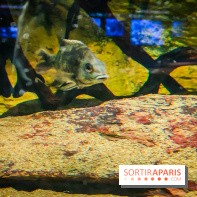 Enquête à Madagascar : nos photos de l'exposition immersive ultra ludique de l'Aquarium tropical