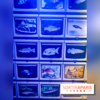 Enquête à Madagascar : nos photos de l'exposition immersive ultra ludique de l'Aquarium tropical
