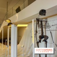 Le musée de l'Homme - collections permanentes