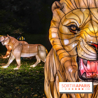 Odyssée Lumineuse, le festival des lumières au Parc Floral - IMG 2475