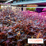 La Caverne, ferme urbaine bio à Paris, nos photos - 20240122 143900