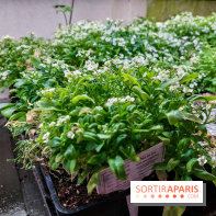 La Caverne, ferme urbaine bio à Paris, nos photos - 20240122 144904