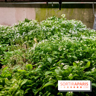 La Caverne, ferme urbaine bio à Paris, nos photos - 20240122 144909