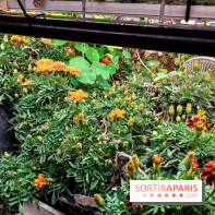 La Caverne, ferme urbaine bio à Paris, nos photos - 20240122 145116