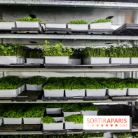 La Caverne, ferme urbaine bio à Paris, nos photos - IMG 2186