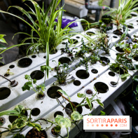 La Caverne, ferme urbaine bio à Paris, nos photos - IMG 2203