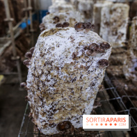 La Caverne, ferme urbaine bio à Paris, nos photos - IMG 2223