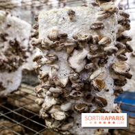 La Caverne, ferme urbaine bio à Paris, nos photos - IMG 2225