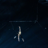 Festival Mondial du Cirque de Demain 2024, les photos  -  A7C2878