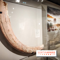 Dans la Seine : une expo de la Crypte archéologique dévoile les objets retrouvés dans la Seine  - IMG20240130094855